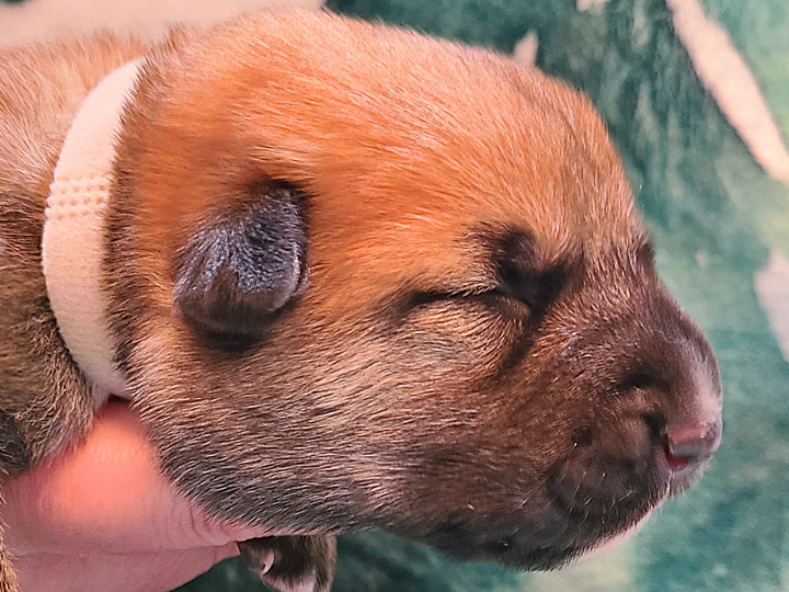 chinook puppy